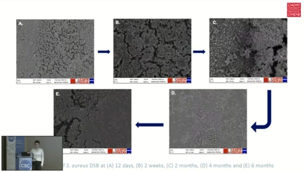sem of dsb